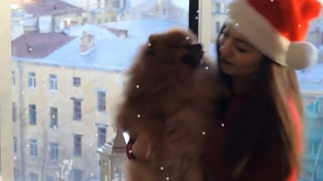 Плюсы и минусы померанского шпица смотреть онлайн