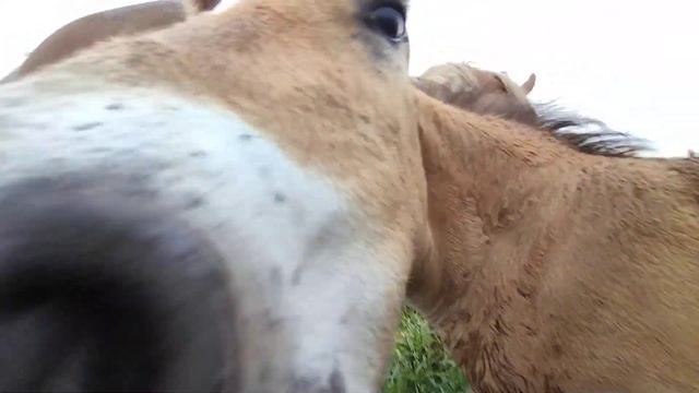 КОБЫЛА РУССКИЙ ТЯЖЕЛОВОЗ И ЕЁ ЖЕРЕБЕНОК