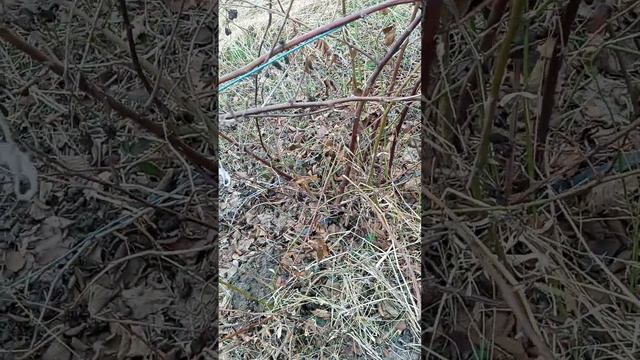 Прості правила обрізки ожини в 2023 році.Поради агронома по обрізці ожини смотреть онлайн