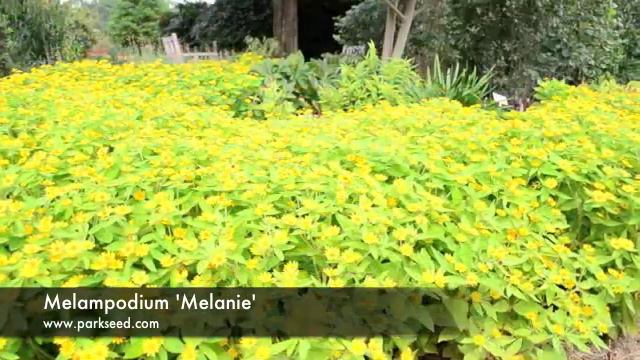 Melampodium 'Melanie' смотреть онлайн