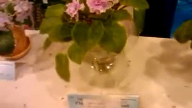 香港園藝館2010年非洲紫羅蘭及迷岩展覽 смотреть онлайн