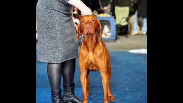 Magyar Vizsla Gektor (венгерская выжла Гектор)
