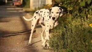 Далматин 6м, попал под машину, перелом лапы с неправильным сращением