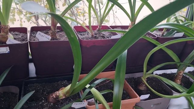 22 декабря, самая длинная ночь в году, но гиппы продолжают растить листья смотреть онлайн