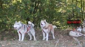 Хаски поют на драйленде. Горловое пение. Смешные собаки