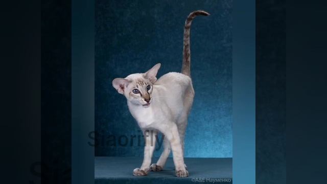 Сиамские и ориентальные кошки. В чем разница. Сиамская порода кошек - что это? смотреть онлайн