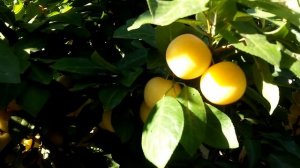 Сорта алычи обильная ....оцарк премьер...гек...