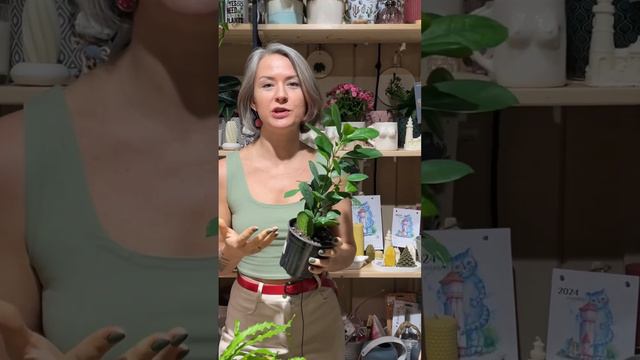 ТОП-5 ЖИВУЧИХ РАСТЕНИЙ / минимум ухода, максимум декоративности смотреть онлайн