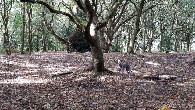 Lola the whippet on squirrel watch смотреть онлайн