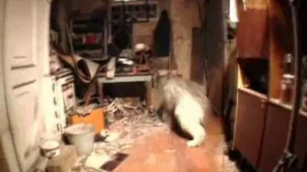 Городок-Тварь...