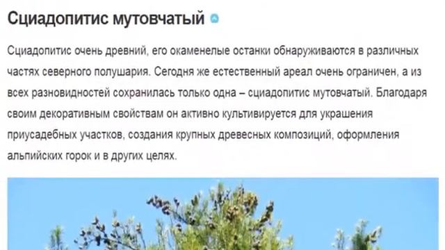 СЦИАДОПТИС в вашем саду смотреть онлайн