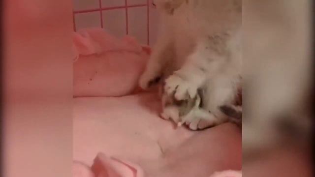 ЛУЧШИЕ ПРИКОЛЫ ПРО КОТОВ И ДРУГИХ ЖИВОТНЫХ КОТЕЙКА FUNNY CAT & ANIMALS смотреть онлайн