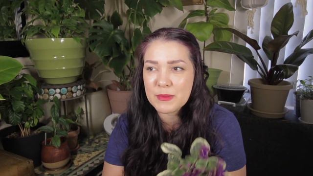 AFRICAN VIOLETS | A beginner guide for care, troubleshooting, and propagation of Streptocarpus смотреть онлайн