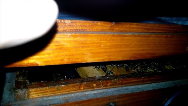 Пчеловодство Зимовка пчел 30 31 декабря 2015г Beekeeping Wintering Of Bees 30-31 December  2015 Mr.