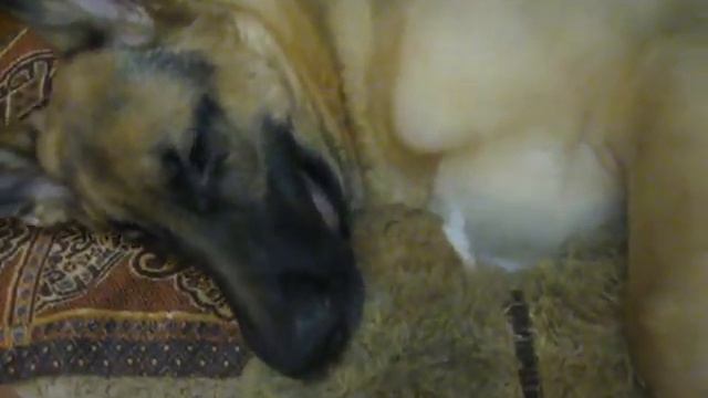 Овчарка отжигает, прикол)))) смотреть онлайн