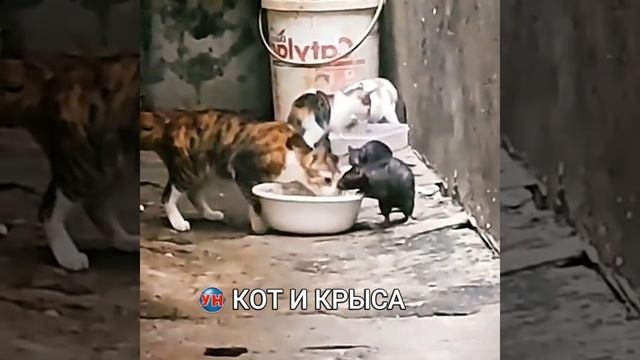 КОТ И КРЫСА смотреть онлайн