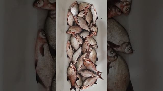 Аксай, Дон результат рыбалки смотреть онлайн