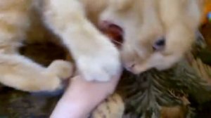 надо много кушать надо много спать чтоб котом огромным и толстым стать