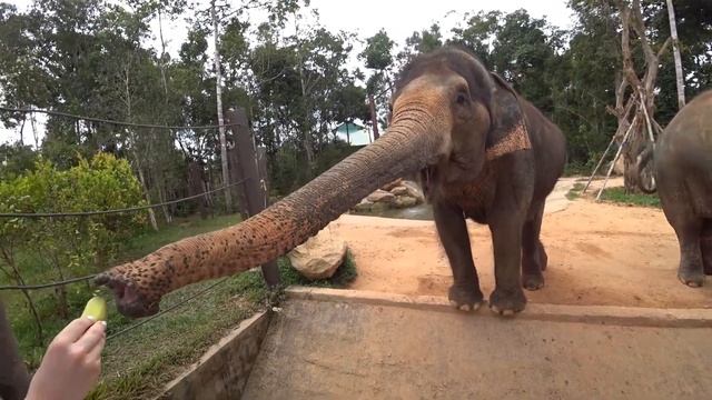 Винперл Сафари на острове Фукуок - Vinpearl Safari Phu Quoc 2020