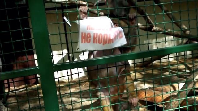 Может мы все-таки произошли от обезьян? смотреть онлайн