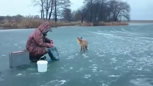 Лиса на рыбалке ест с руки