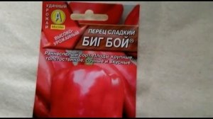 Оригинальный сорт болгарского перца -  Биг Бой (большой мальчик)