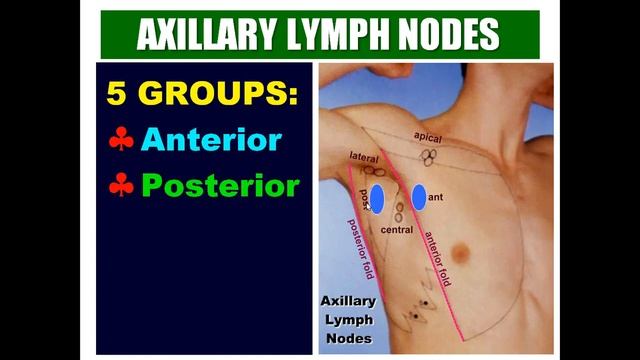 Axillary Lymph Nodes, Dr Adel Bondok смотреть онлайн