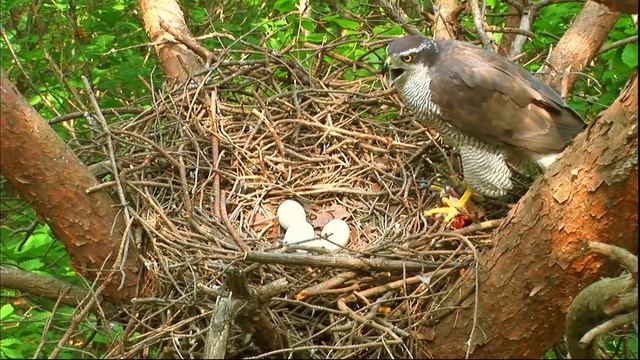Ястреб-тетеревятник. Душа ветра - Документальный фильм смотреть онлайн