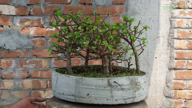 Bonsai Forest (Jade Tree) | Episode-5 | Green life | смотреть онлайн