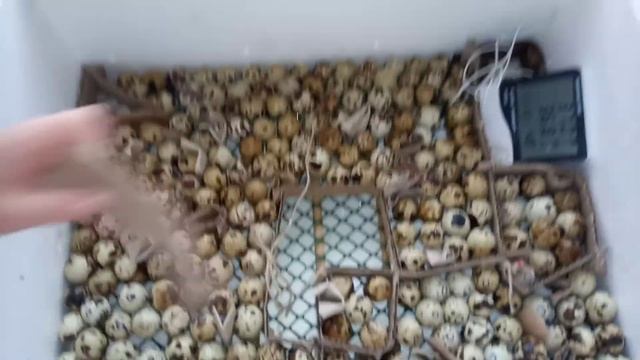 Механизм поворота яиц смотреть онлайн