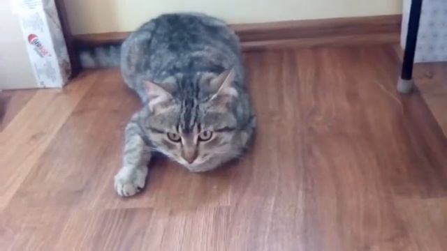 ВЗВЕШИВАЮ КОТА! ЦВЕТОЧНО́Е ДЕРЕВО? Nastasya Pet! смотреть онлайн
