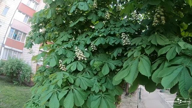 Зацвели каштаны в Киеве весной