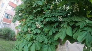 Зацвели каштаны в Киеве весной
