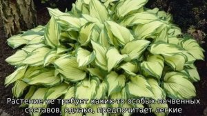 Хоста Альбопикта