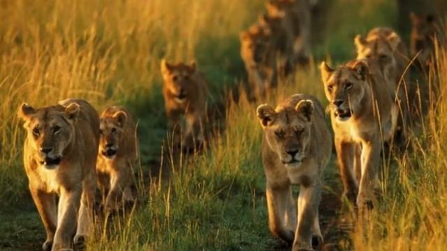 Львы. Львиный прайд.