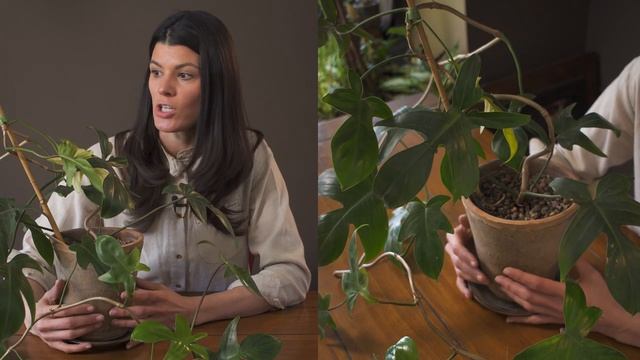 Philodendron 'Florida Alba Beauty' Houseplant Care–78 of 365 смотреть онлайн