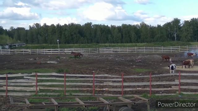 Разгружаем сено на ферме! Сенокос 2021!