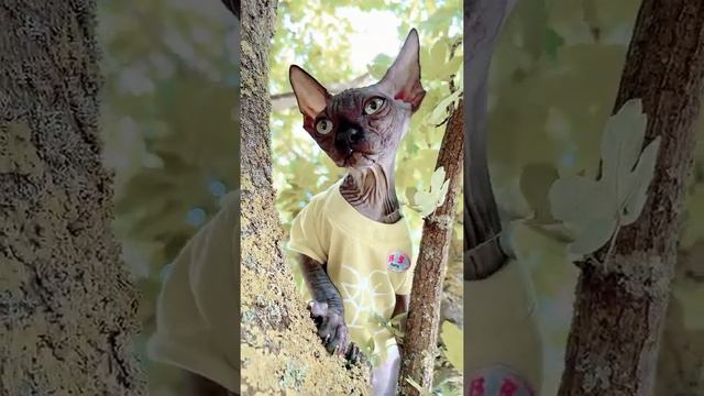 Бедная Лысая кошка Сфинкс чуть не упала с дерева Tik Tok vs likee смотреть онлайн