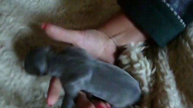 Щенки уиппета Рикардиньо х Гуля смотреть онлайн