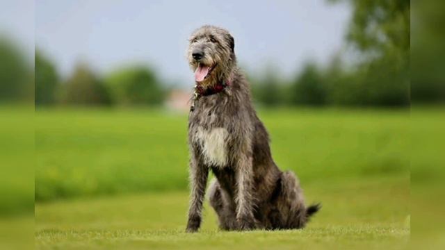 WOLF KILLERS - THE IRISH WOLFHOUND - Deadly or pet? смотреть онлайн