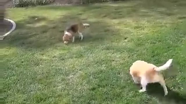 The Beagle Game смотреть онлайн