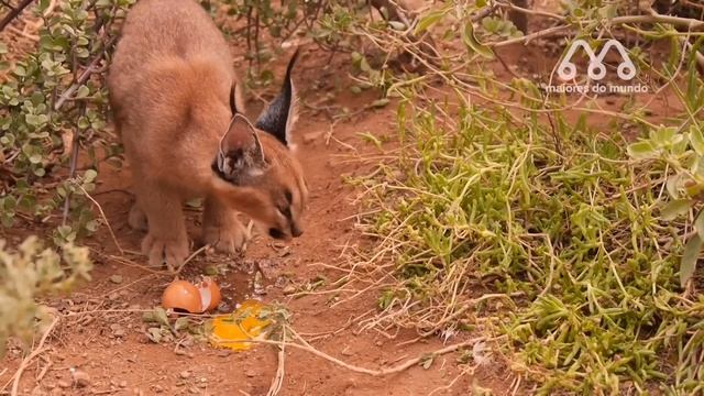 LEOPARDO PEGA CARACAL DE JEITO смотреть онлайн