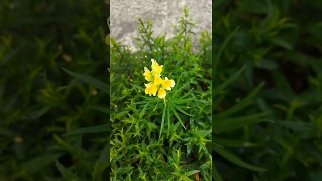 ЛЬНЯНКА ОБЫКНОВЕННАЯ или ДИКИЙ ЛЬВИНЫЙ ЗЕВ (Linaria vulgaris) #Shorts смотреть онлайн