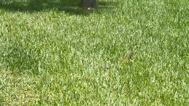 КВАРТИРА В ОАЗИСЕ- УХ! #ленахеппи #ленахэппи #forclousure