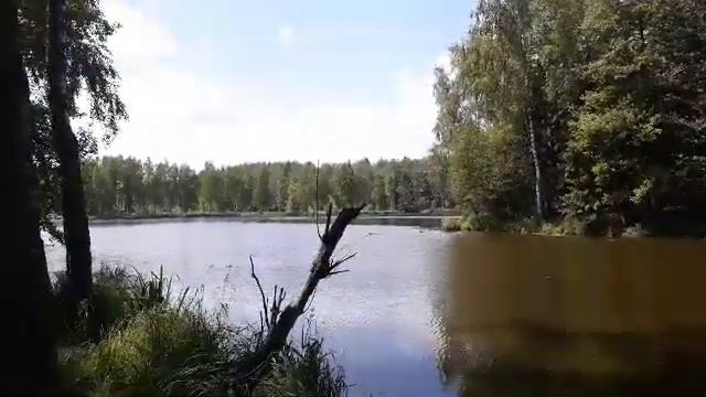 Пение птиц на озере смотреть онлайн