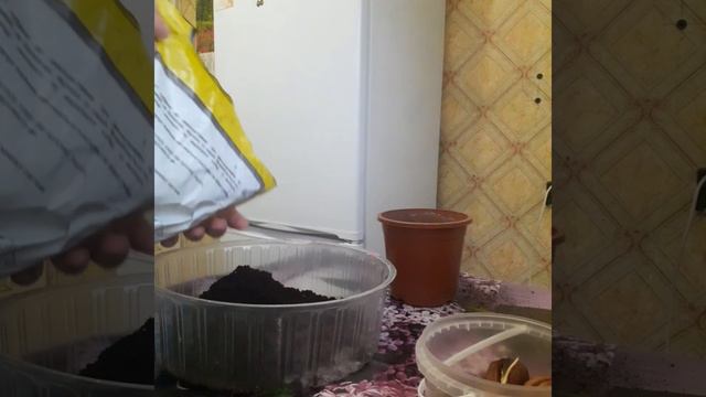 🌿Как прорастить грецкий орех🌿 смотреть онлайн