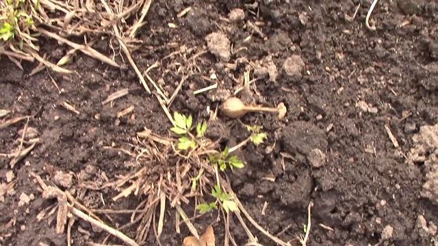 Многолетники. Первая подкормка. Посев цветов в грунт в апреле. смотреть онлайн