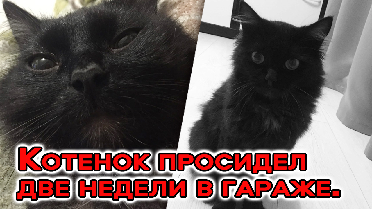 Бездомный кот притащил в чужой двор тощего котёнка и скрылся. А малыш проник в гараж к хозяевам… смотреть онлайн