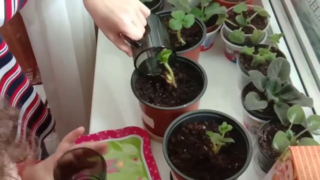 ?Первый полив?2020 г.