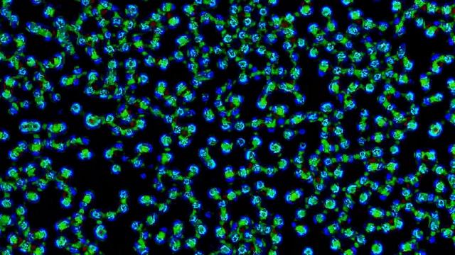 Mutating Cellular Automata until they look biological: 225 generations смотреть онлайн